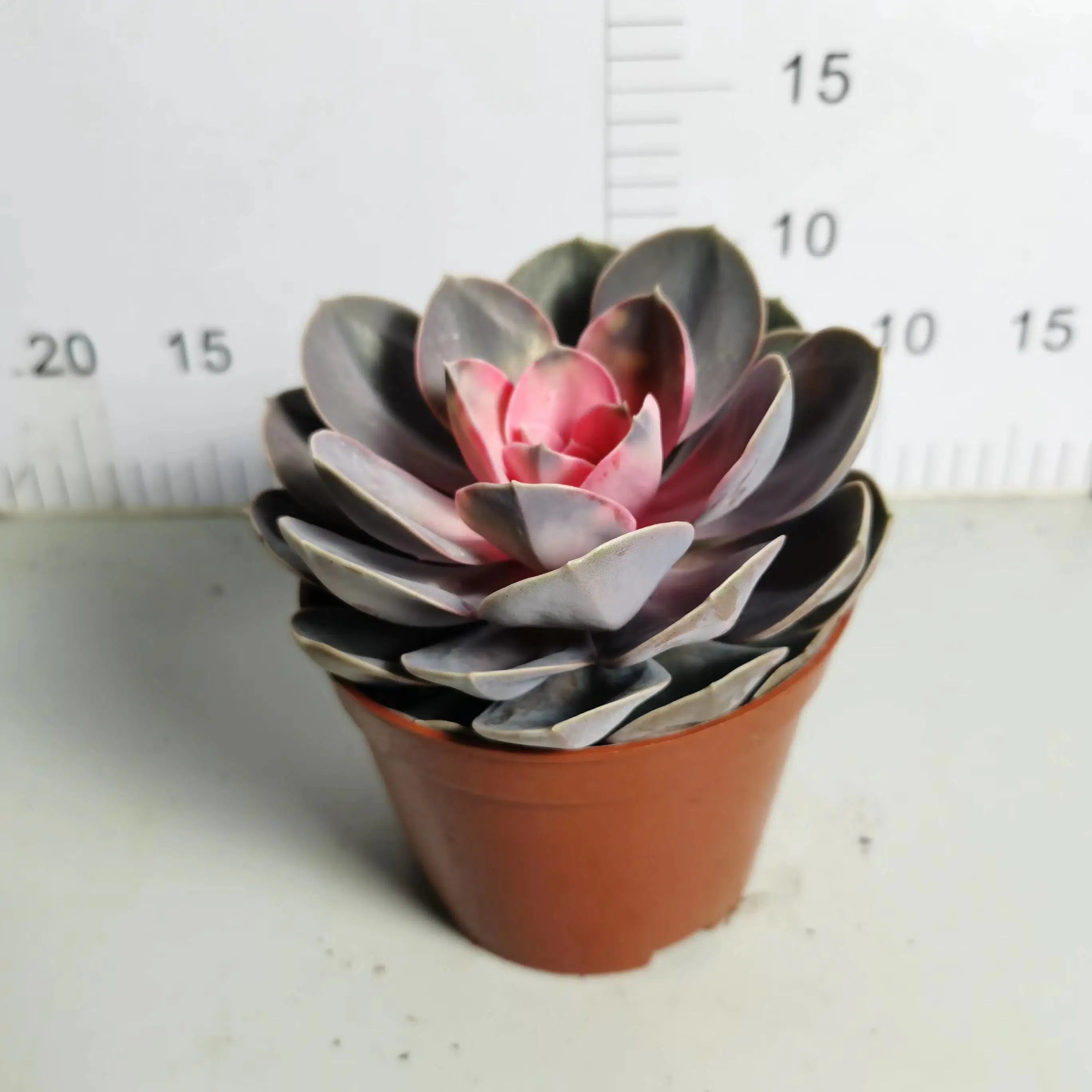 Оптовая Nursery Echeveria/Hanuralia/Lithops/Aeonium/Cactus красочные Rare Natural Live суккулентные растения Red Сердце