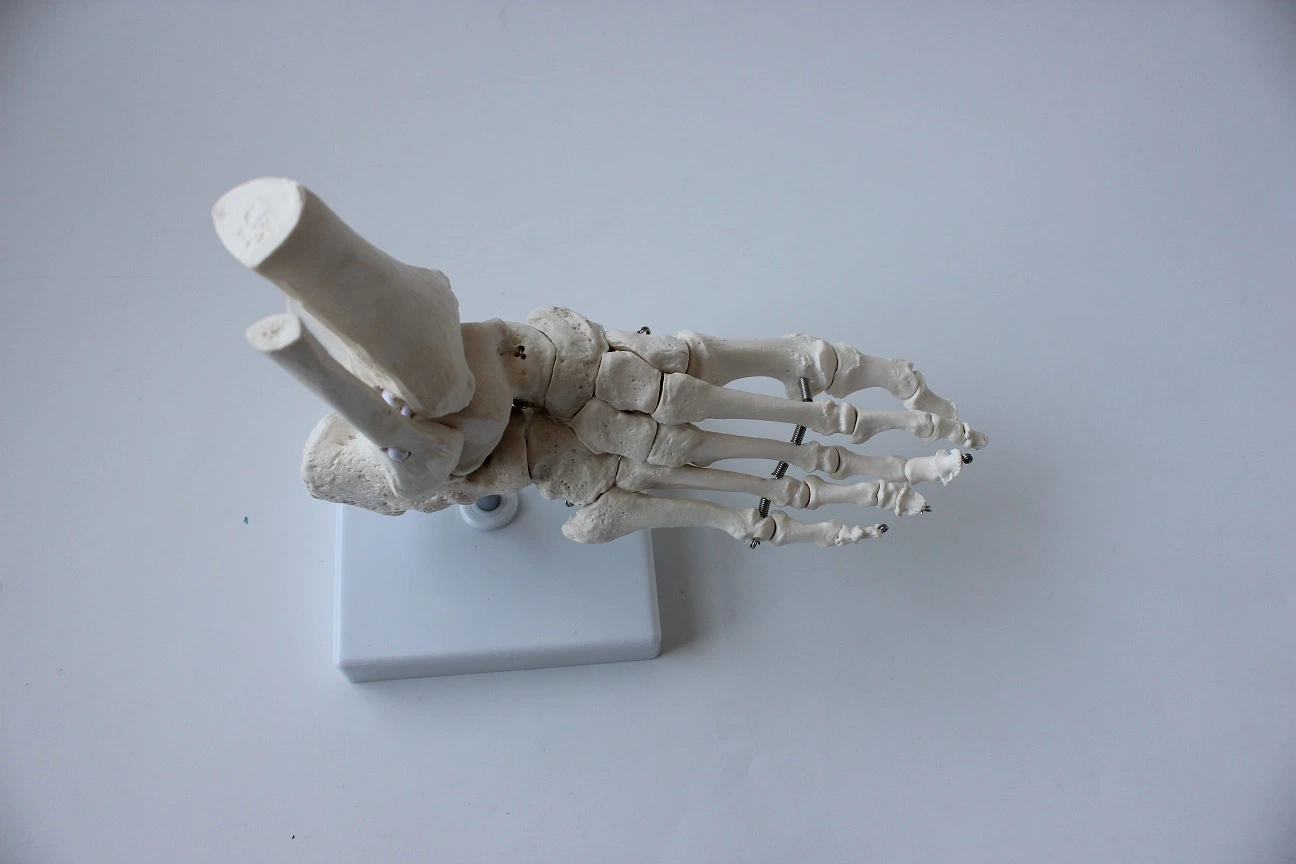 Medical Teaching Model Foot Bone Model Foot Model with Base