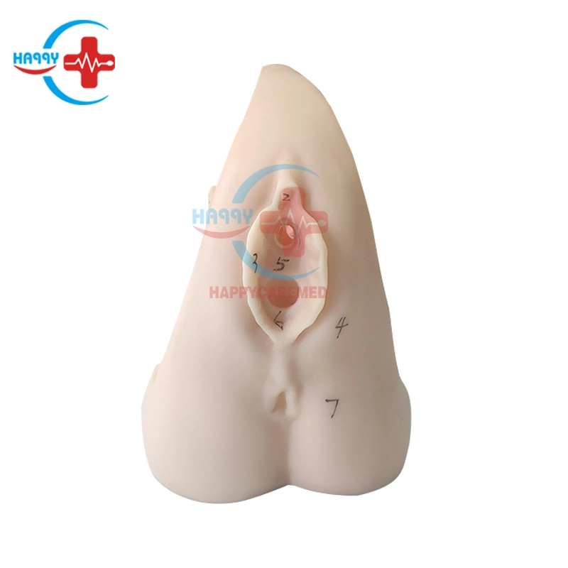 Hc-S131 Advanced Female Anatomy Catheter Model Female Genital Organs Model