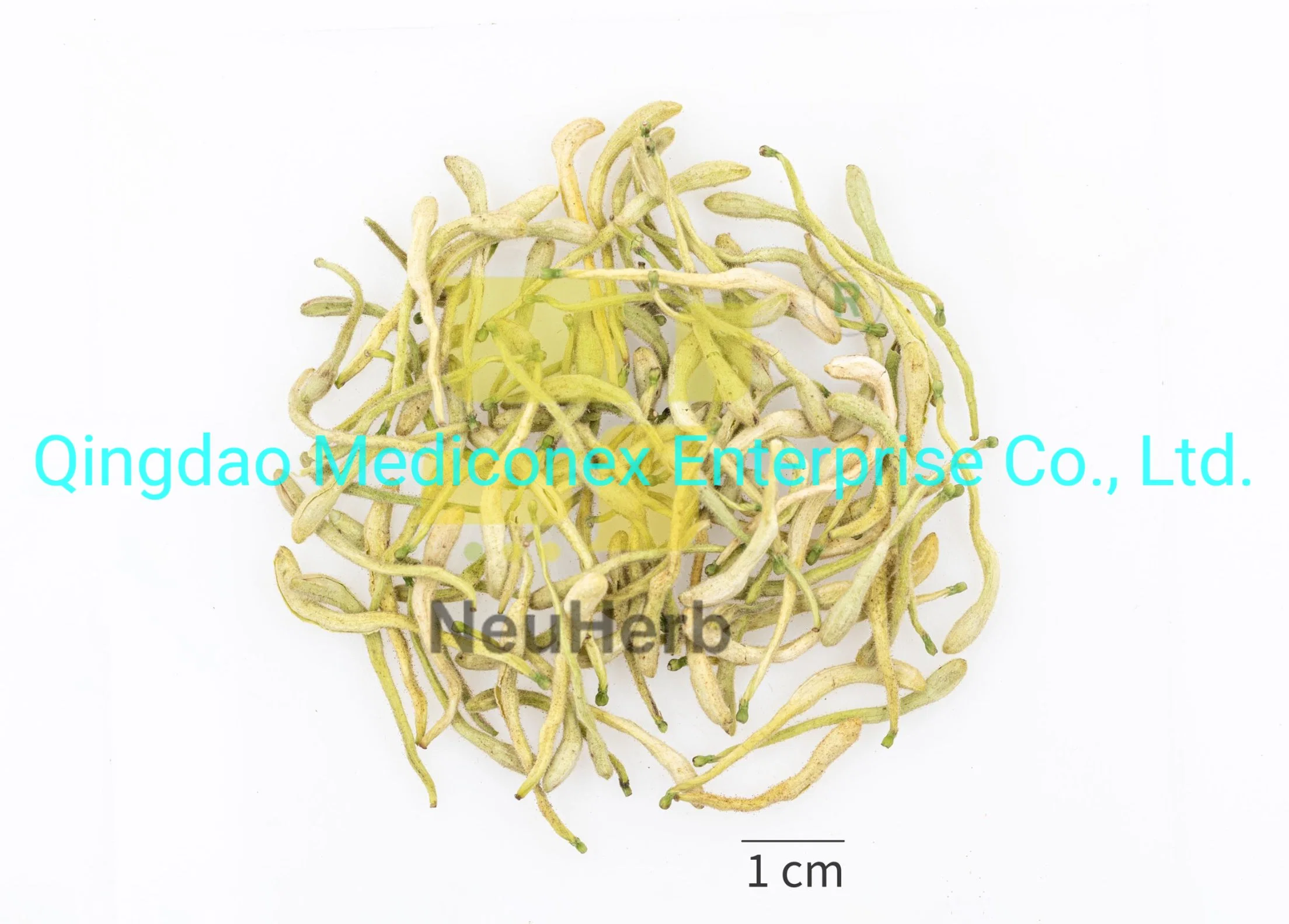 Forsythia Suspensa (fruit) Herbal Raw Materials Prepared Traditional Chinese Herbal Medicine Infection