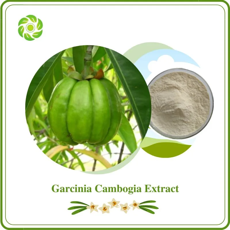 World Well-Being High Quality Garcinia Cambogia Extract Hca Hydroxy Citric Acid 50% 60% 70%