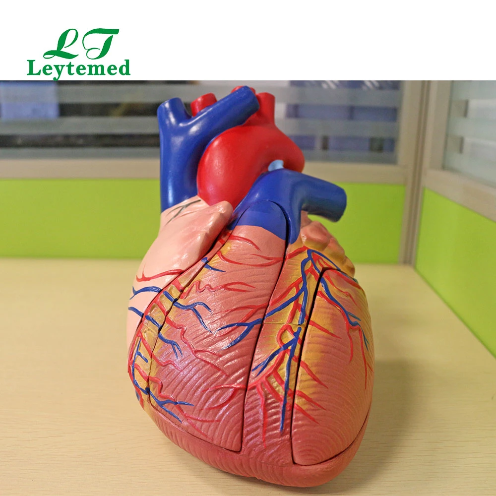 Ltm307D PVC Medical Anatomy Middle Heart Model for Tranning