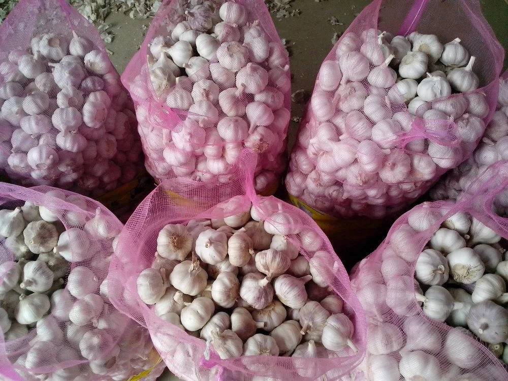 Chinese 2023 Crop Fresh Garlic on Pre-Sales