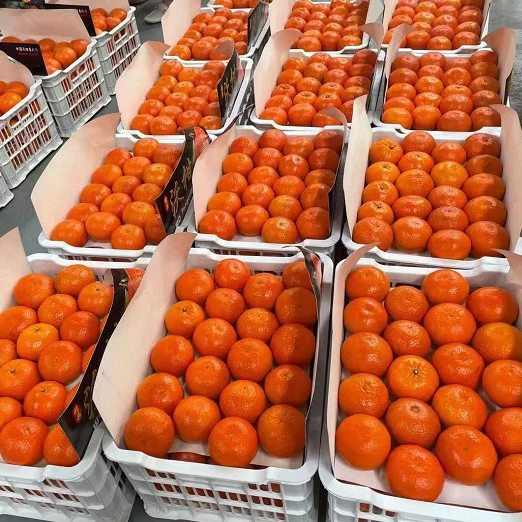 La Cáscara de mandarina fresca es delgada, jugosa y dulce mandarina Mandarina Wogan