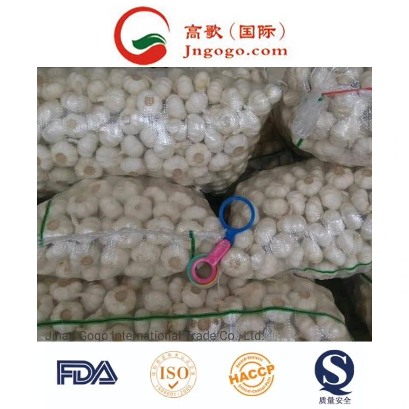 Export New Crop Fresh Pure White Garlic (4.5/5.0)