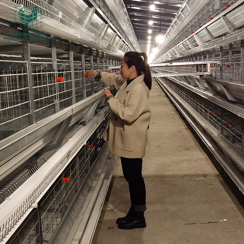 Conception personnalisée H cadre 3 niveaux à 8 niveaux Poules matériel de volaille batterie automatique cages de poulet à vendre
