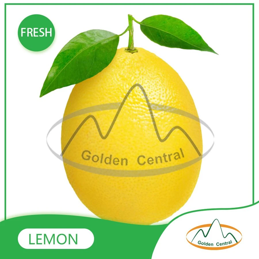 Wholese High quality/High cost performance  New Harvest Fresh Seedless Lime Lemon