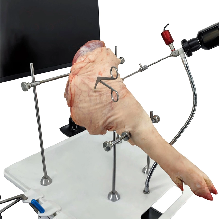 Arthroscopy Model Knee Joint Medical Teaching Demonstration Simulator Knee Training Equipment Knee Arthroscopy Simulator