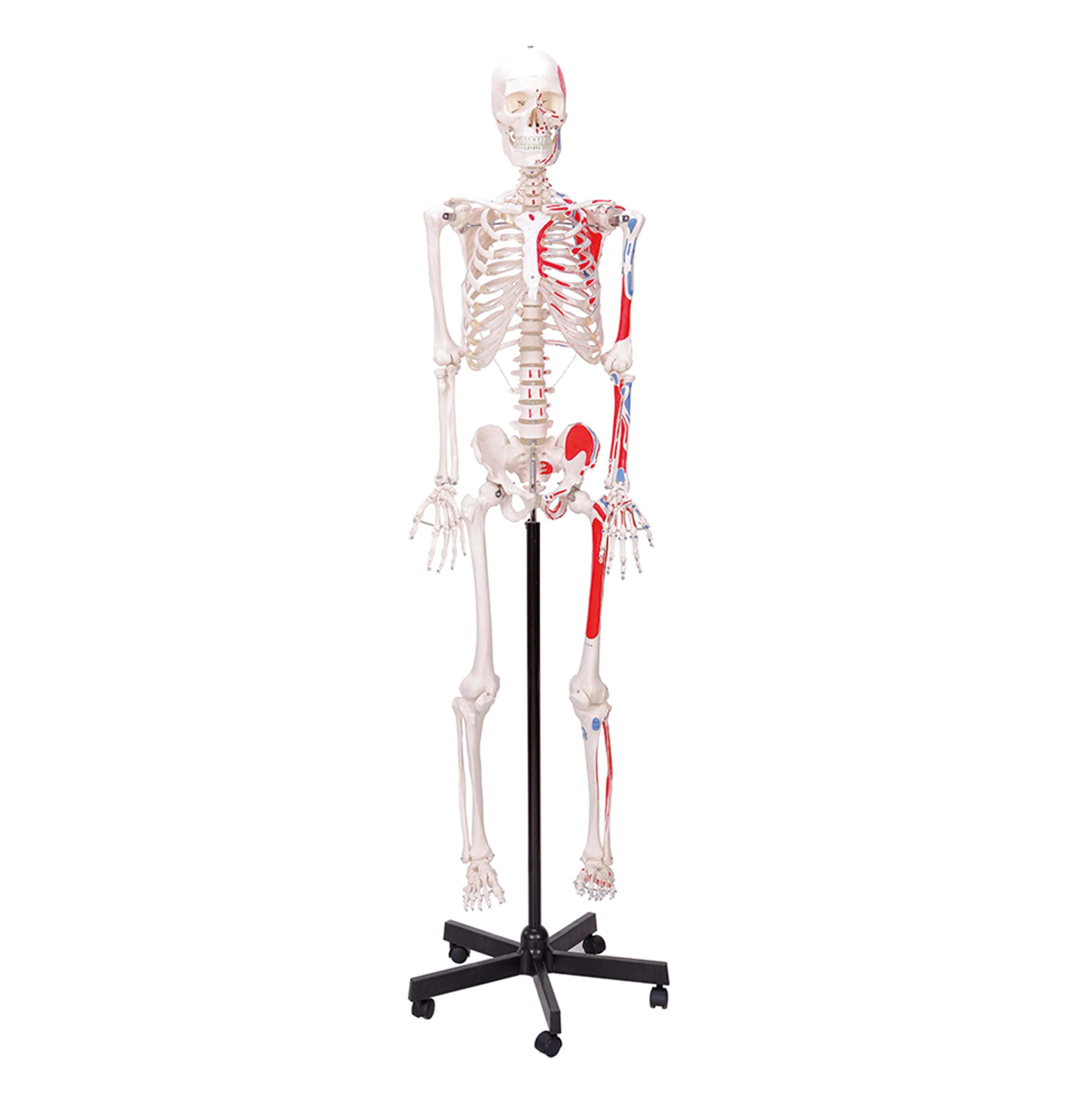 Humam Anatomical Modelo 170cm de PVC de alta calidad esqueleto muscular humano