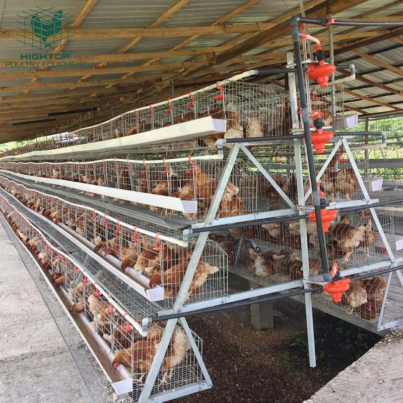 El bastidor de acero galvanizado Turquía El diseño del proyecto de pollo de la capa de jaulas para Kenya granja avícola