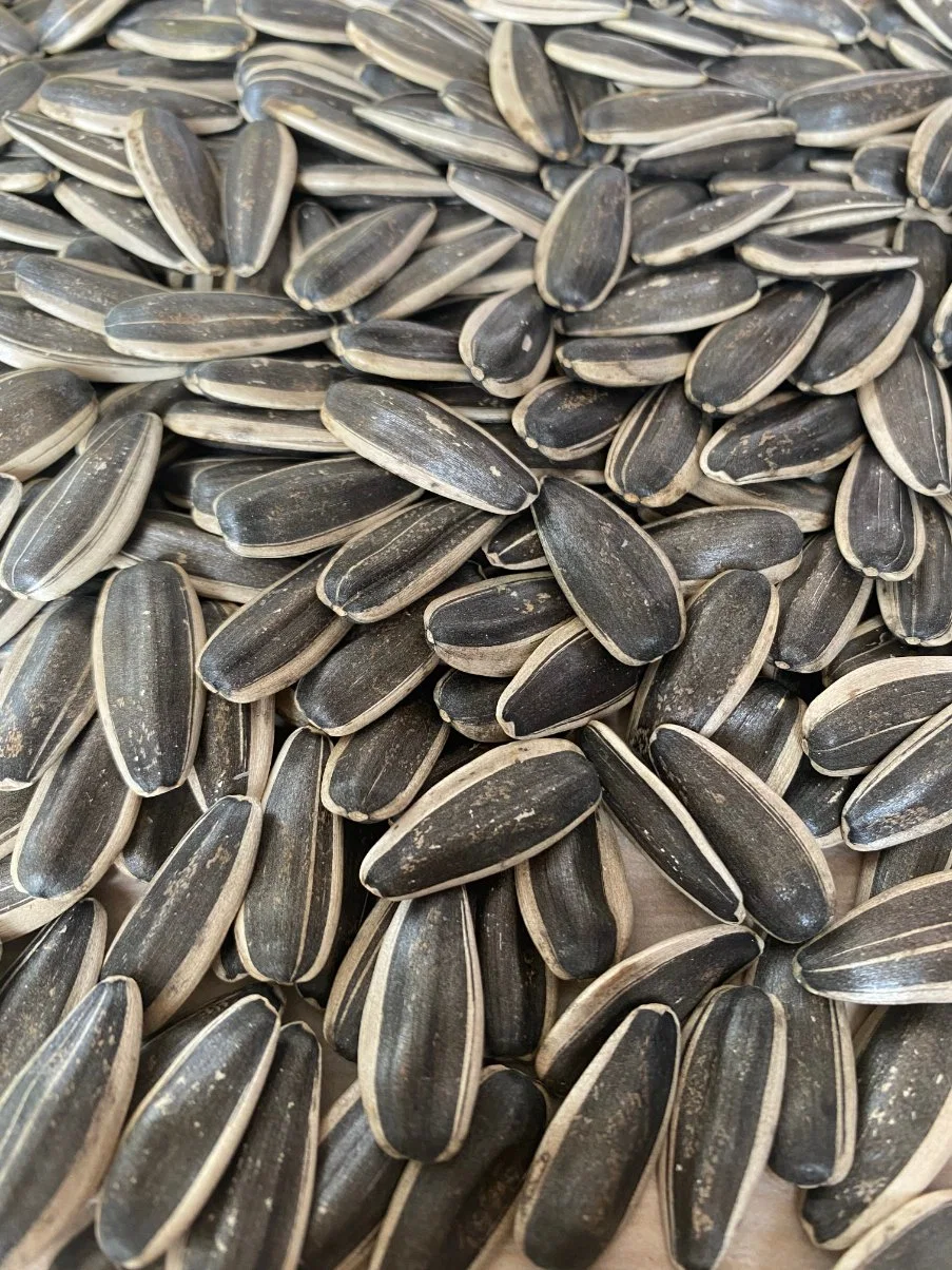 Hulled Sunflower Seed 361 for Sale New Crop Year