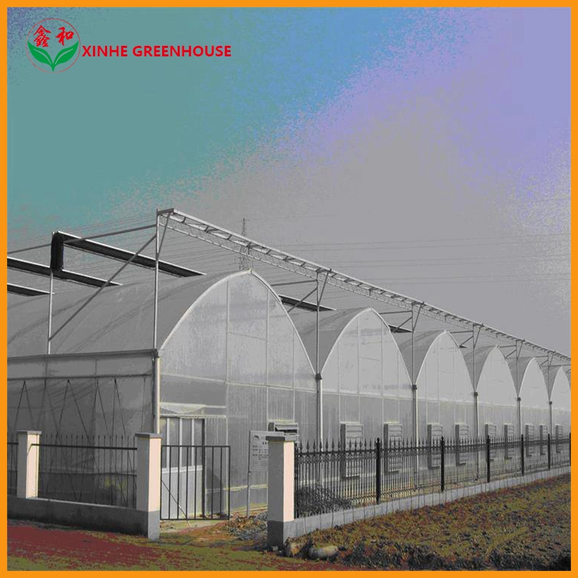 Tunnel House Commercial Multi Span Garden Agro Flower Greenhouse Warm Greenhouses