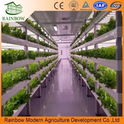Smart Intelligent Farm Transportable Shipping Hydroponics / Hydroponic Growing Container Farm Mit All Hydroponics System für Salat/Pakchoi/Raps/Futtergras