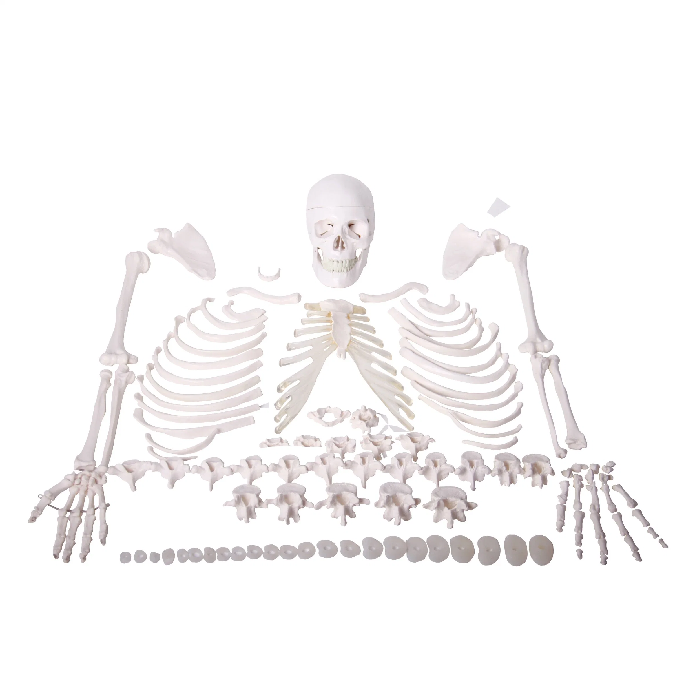 Modelo anatómico com Humam e elevado nível de qualidade em PVC, metade do esqueleto do corpo humano Do modelo