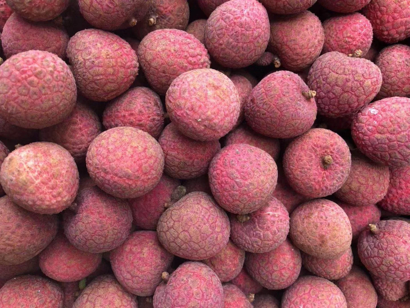 IQF الفواكه الطازجة مجمدة غير مقشّرة Lychee تصدير كامل من الصين