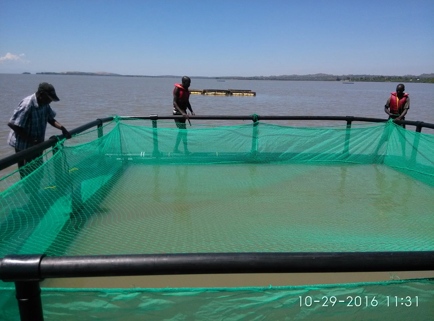 Caixa de pesca com rede de armadilha de peixe quadrada para Tilapia