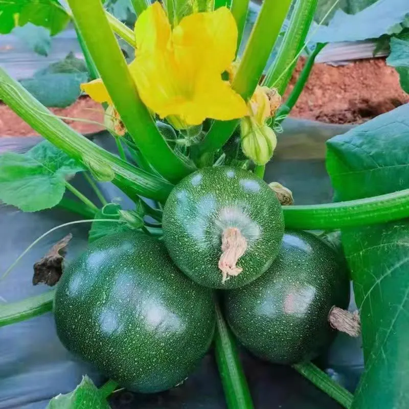 Haute qualité de courge ronde /courgette vert foncé des semences pour la vente