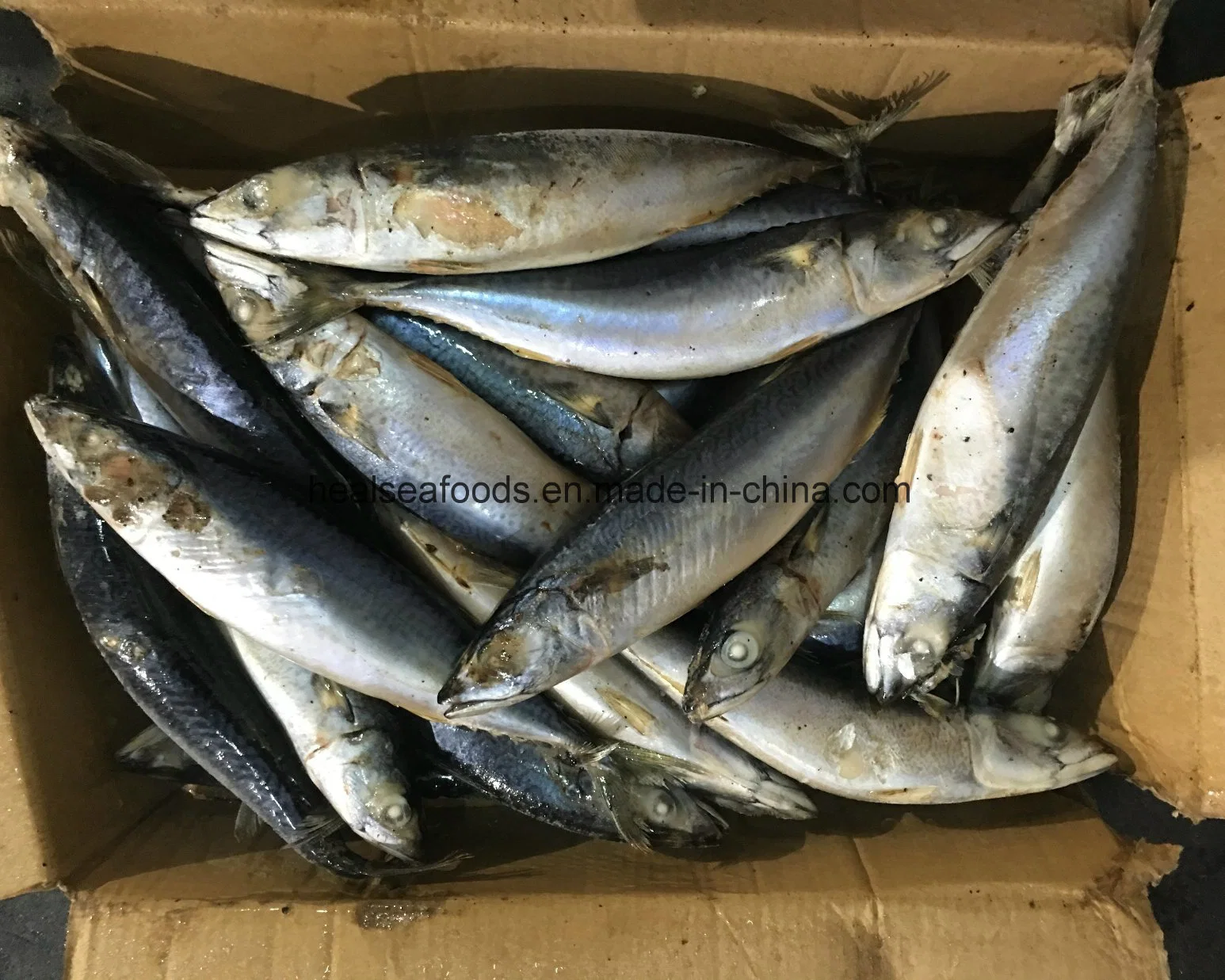 Best Sea Frozen Ocean Pacific Mackerel Frozem Mackerel Factory