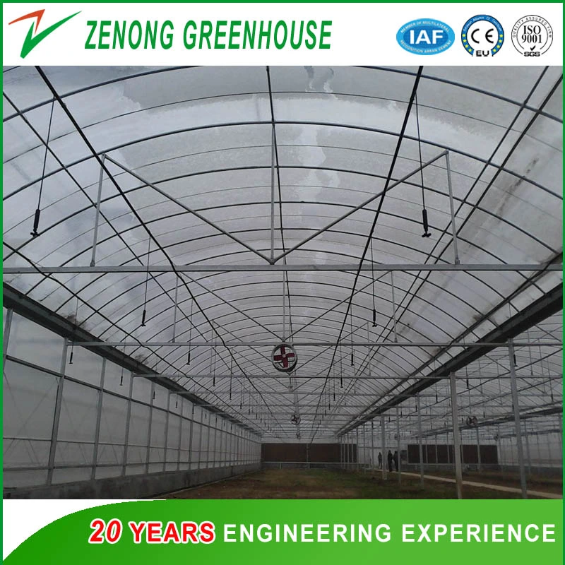 China Professional Multi-Span PE/Po Film Plastic Greenhouse for Hydroponic Growing/Experiment