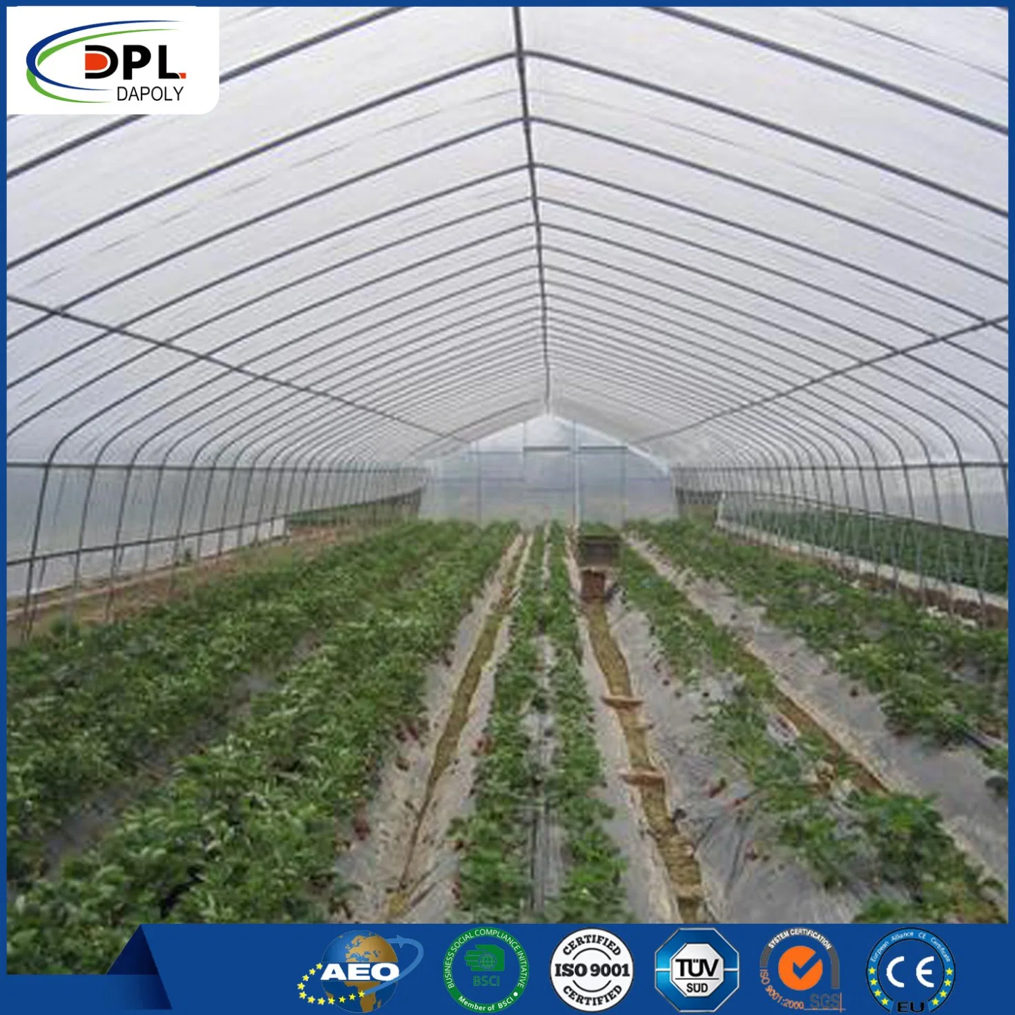 Custom New Mesh Plastic Anti-Insect Protection Net for Greenhouse Global Sale
