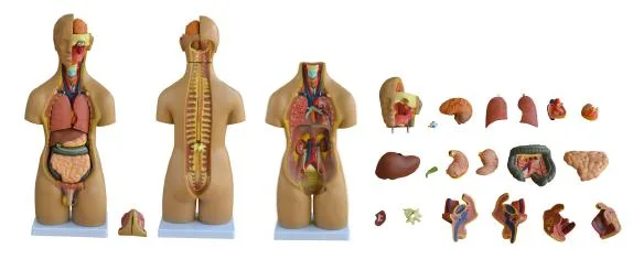 Hot Sale Human Educational Body Anatomy Medical Torso Model Xc-200