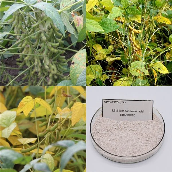 Plant Growth Retardant Tiba Powder Triiodobenzoic Acid Uses