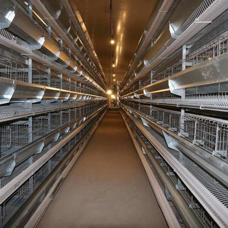 Low Cost Cage Egg Breeding Chicken Automatic Equipment