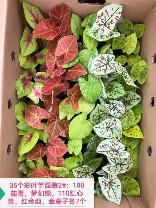 Caladium Bicolor Ait Vent Mix Color Ornamental Plant