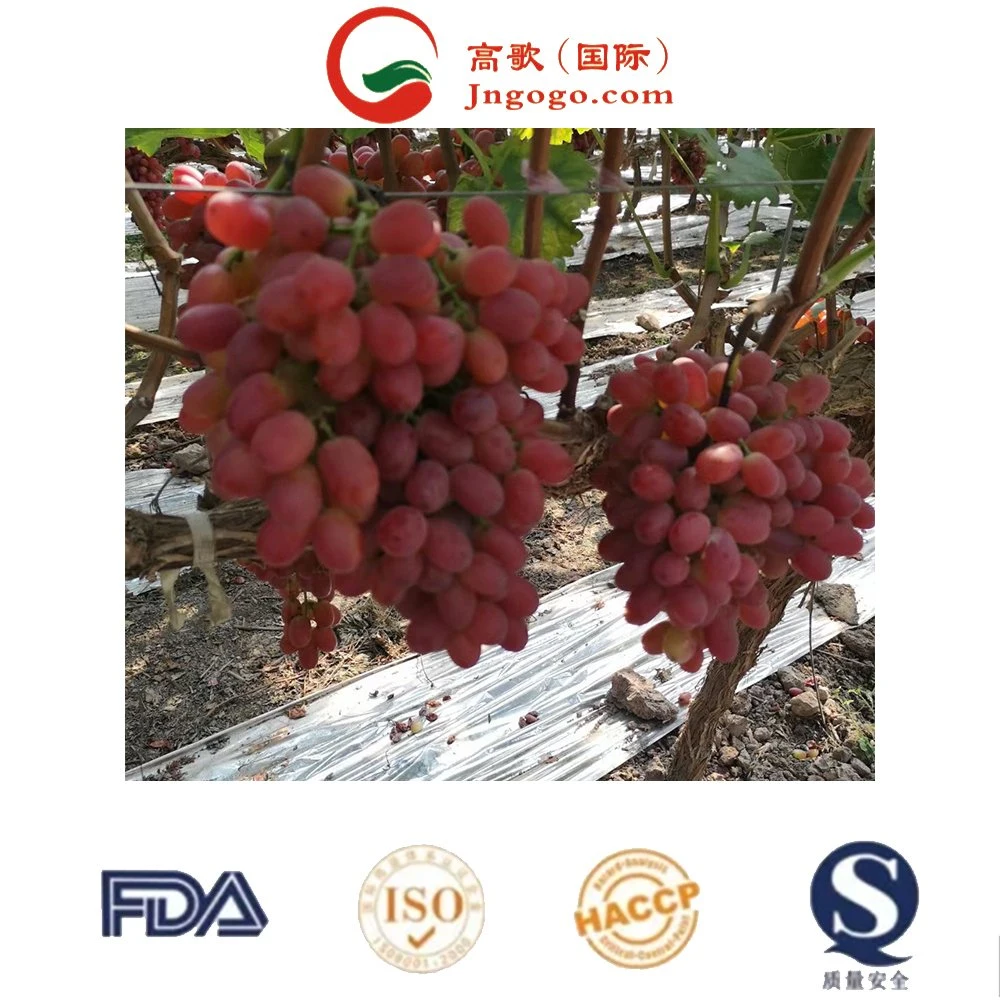 Red Globe Grape frutas frescas Red Grape da China Import Empresas de exportação Pune