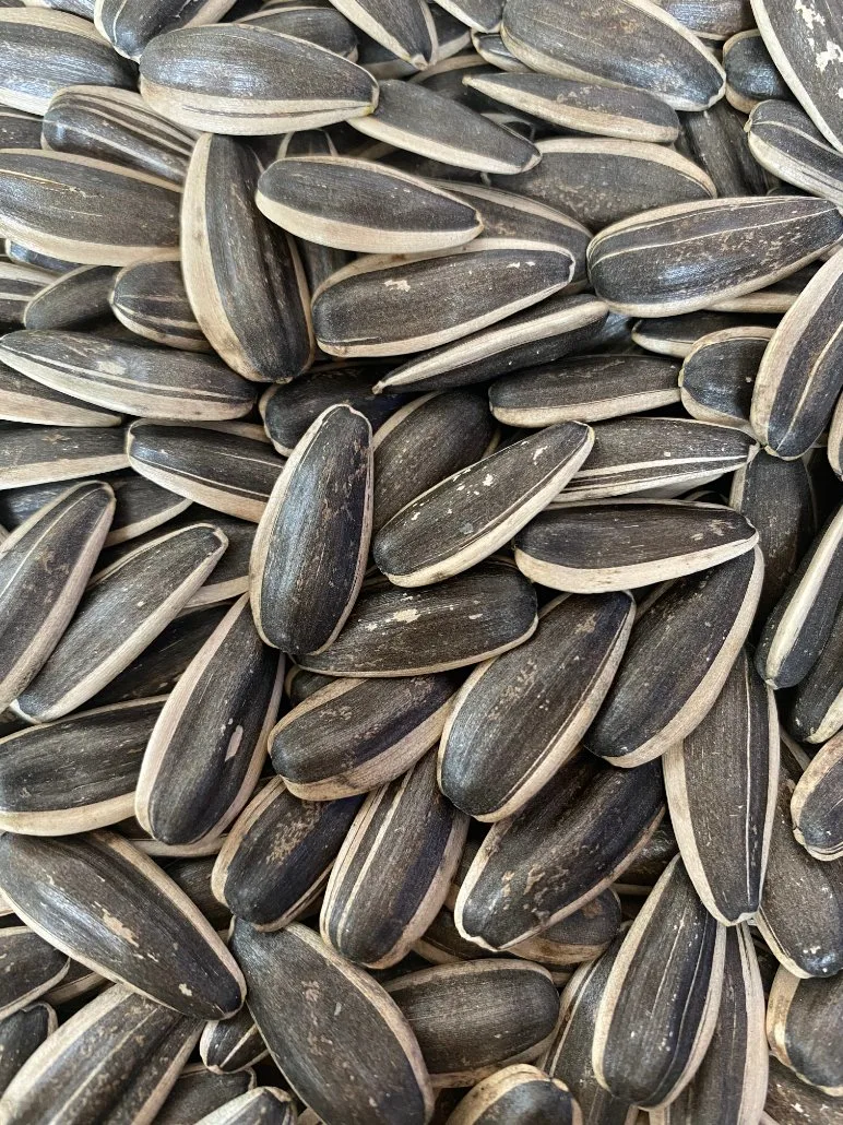 Hulled Sunflower Seed 361 for Sale New Crop Year