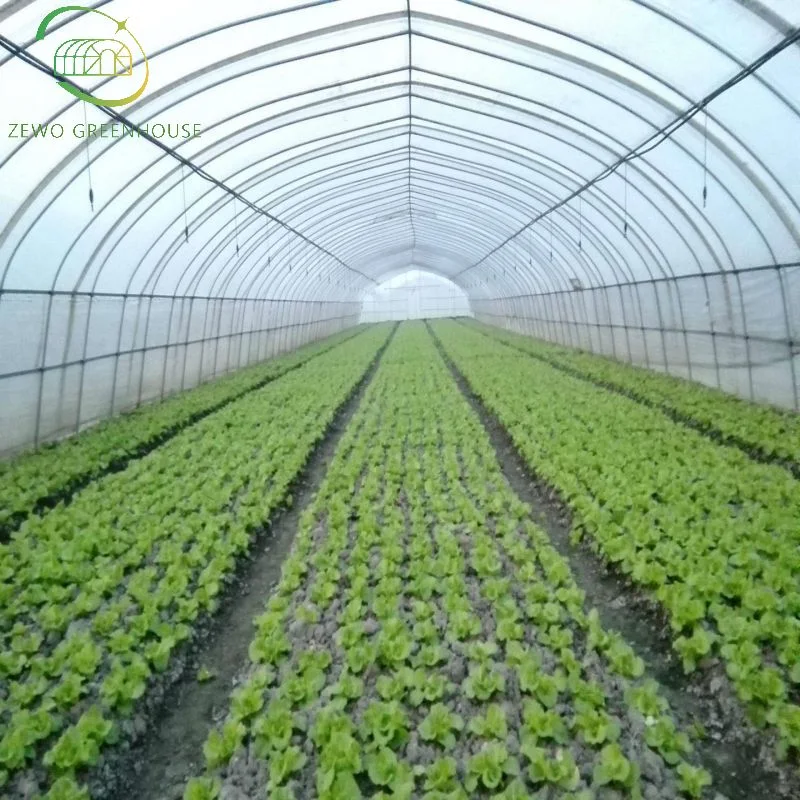 China Gemüse Wachsenden Hoop House Single Span Landwirtschaftliche Gewächshaus Tunneling Zum Hot Sale