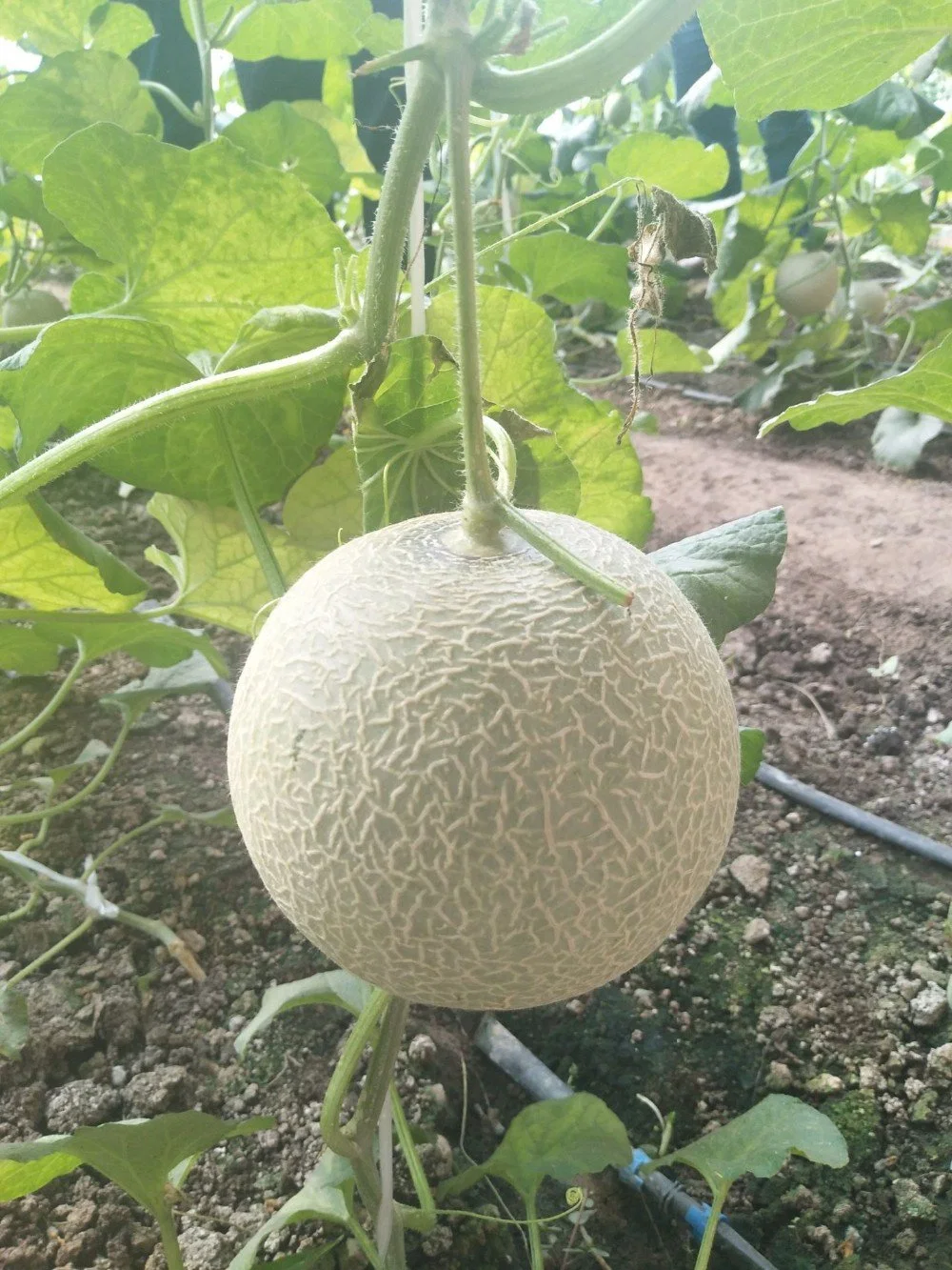 Cantaloupe No. 1 Chinese Round Shape Melon Seeds for Sale