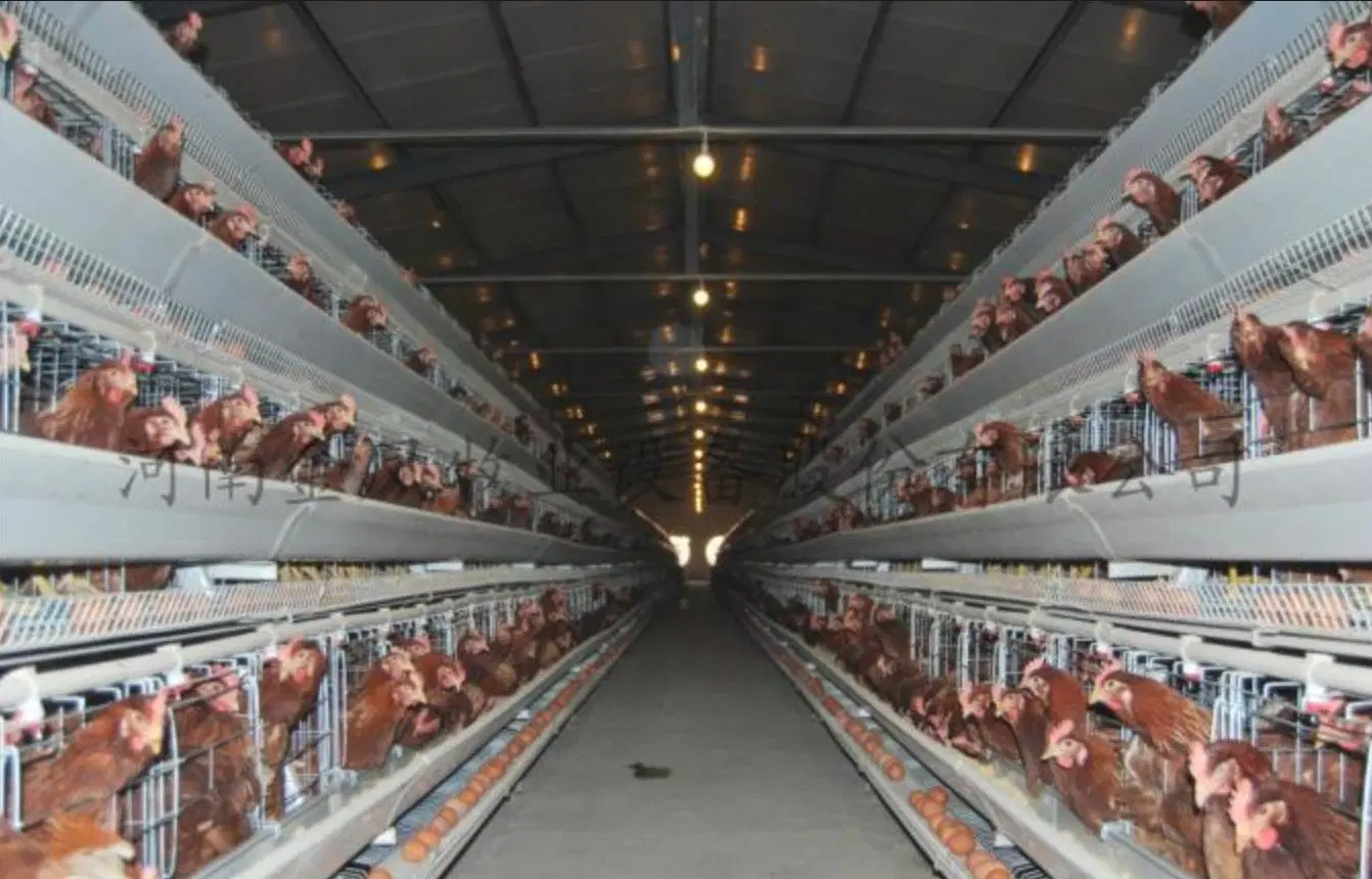 Geflügelzüchtgeräte/Tiermaschinen/Geräte/Heiß Verzinkter Automatischer Hühnerfarm Geflügelkäfig System-/Batterieschichtkakeals für Broiler/Geflügelfarm