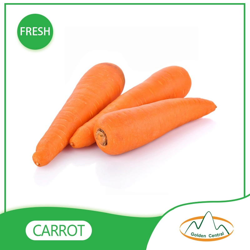 2023 New S M L Size Fresh Red Carrot