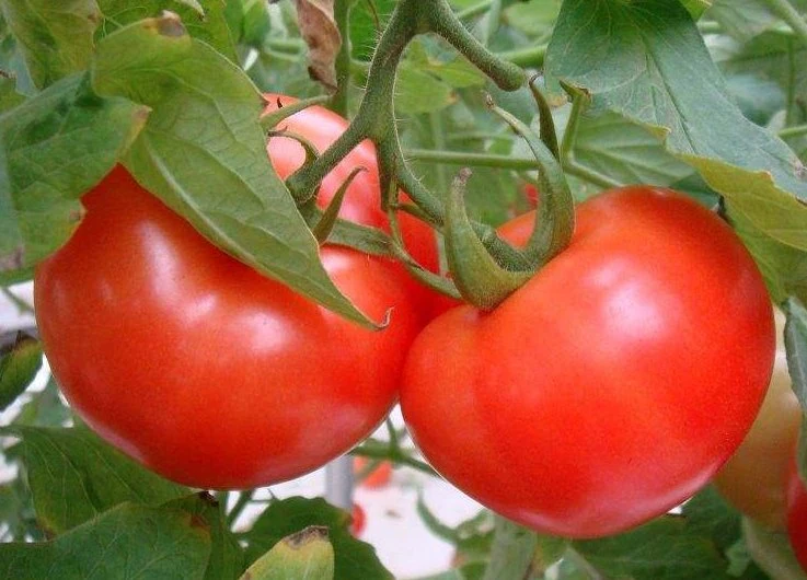 High quality/High cost performance Healthy Red Tomato Seed Vegetable Seeds