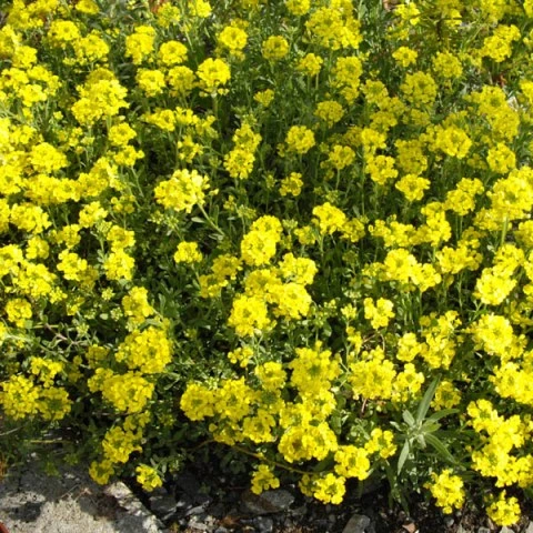 Sementes de Alyssum Montanum sementes de ouro de montanha Alyssum dourado