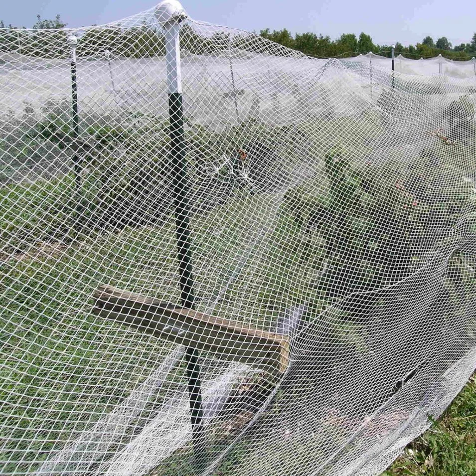 Anti pesadas redes Bird &amp; Bird malla para jardín cercado y vallado de protección de cultivos