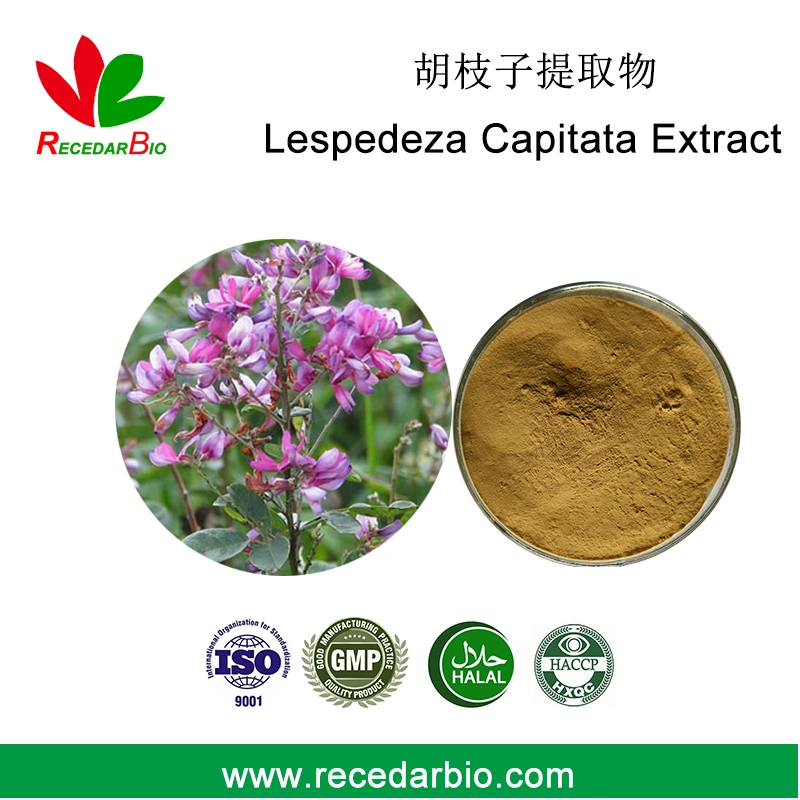 Natural Lespedeza Capitata Extract Powder with Flavones 5% UV 10: 1