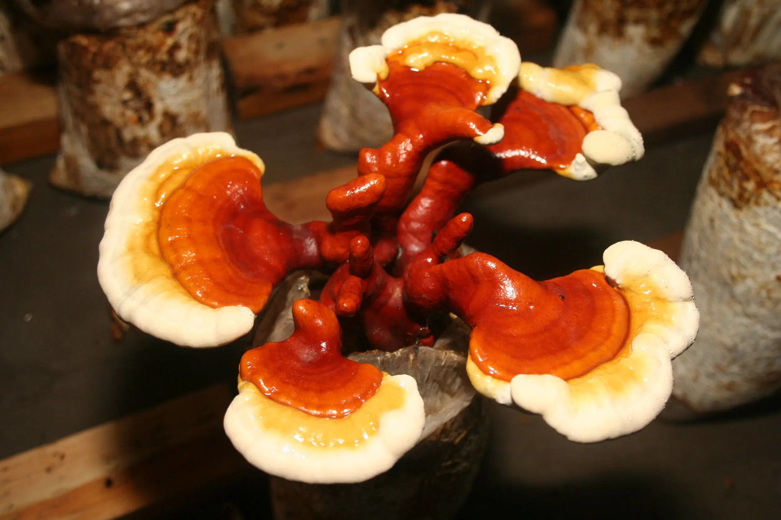 Organic Reishi Extract Reishi Mushroom Powder