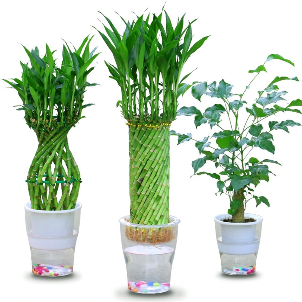 Tonado Rueda Lucky Bamboo Bonsai Plantas Plantas artificiales comercio al por mayor