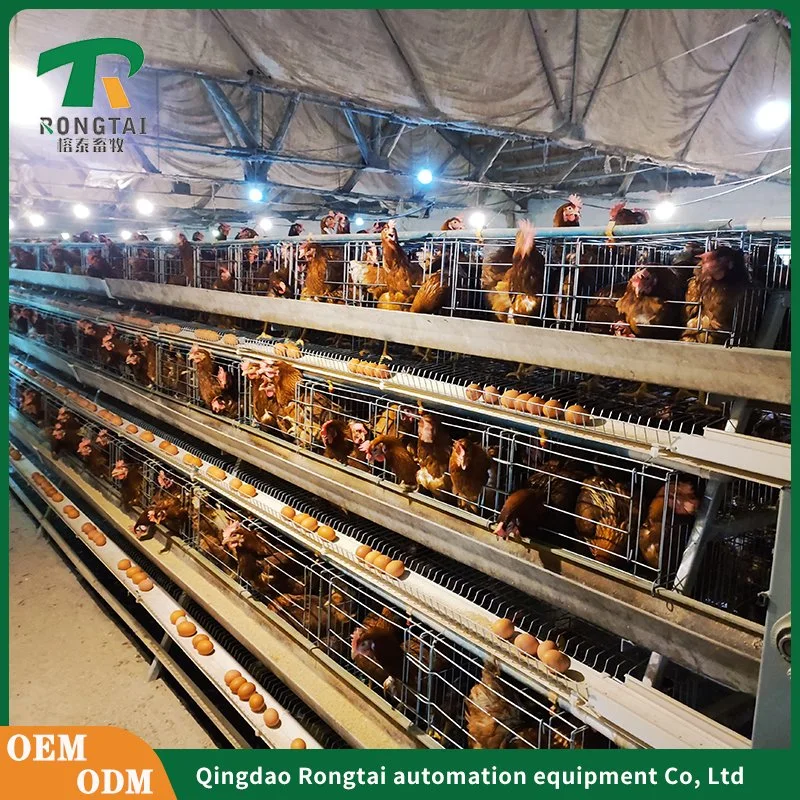 Battery Layer Chicken Cage for Poultry Farm with 96, 120, 128, 160 Birds Capacity