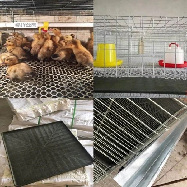 Hot Sale a/H Type Chicken Cage for 1 Day Old Chicks with Complete Accessories From China