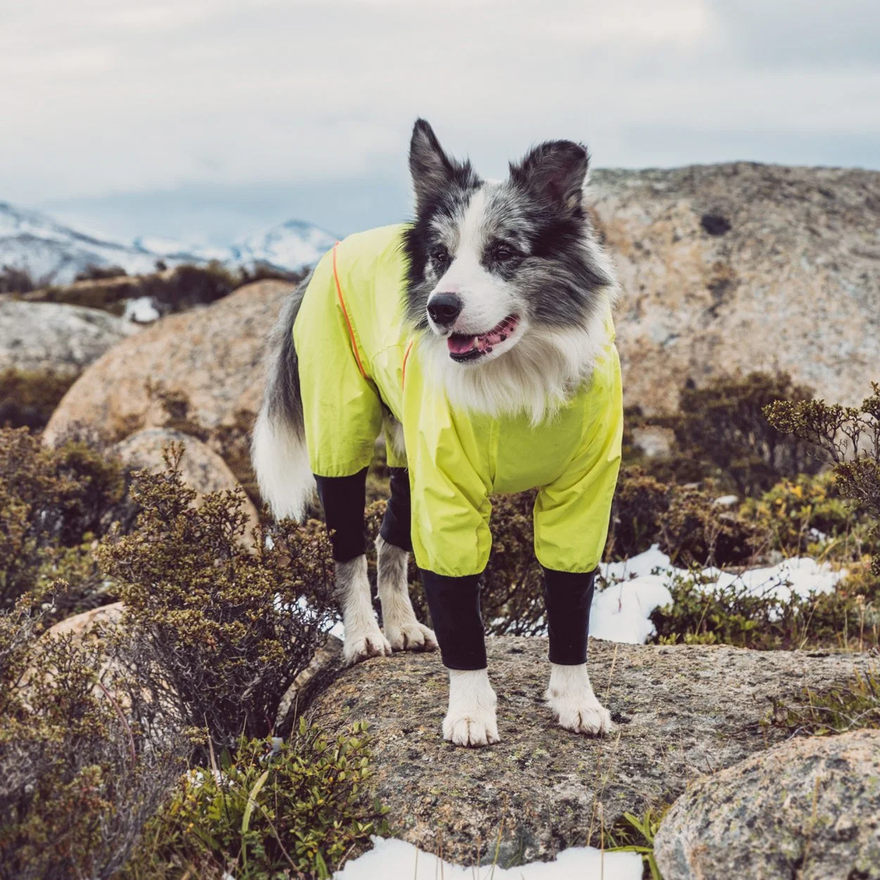 Imperméable pour animaux de compagnie imperméable veste de pluie pour chiens avec quatre jambes