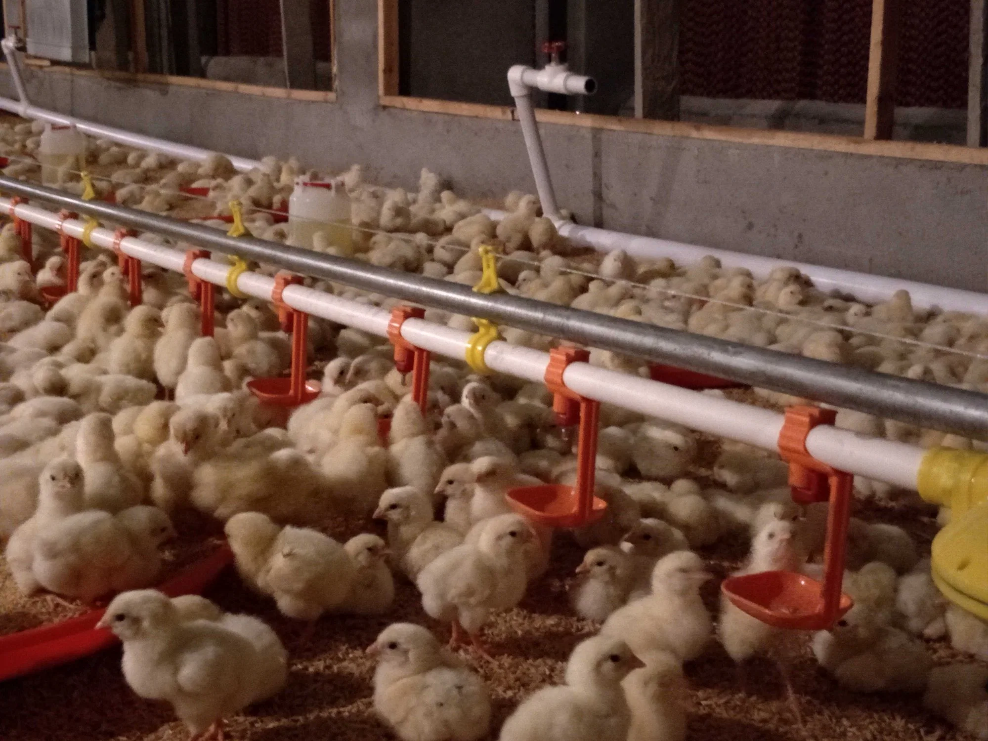 Automatic Chicken Drinking and Feeding System for Poultry House /Livestock Farms