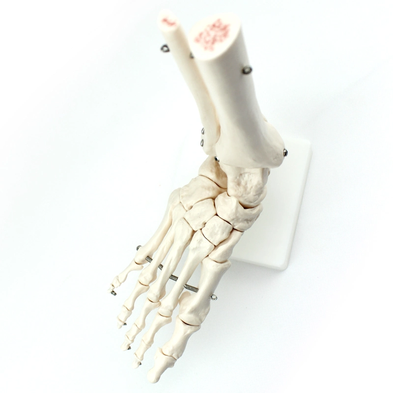 Modèles d'enseignement médical couleur osseuse adulte humain modèle de squelette OS du pied