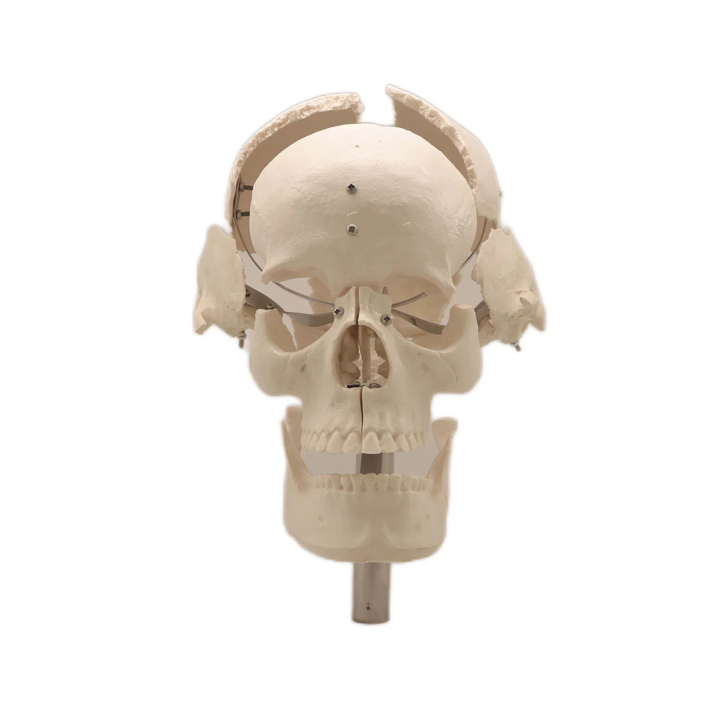 Good Price Lab Teaching Models The Separated Human Skull Model of PVC