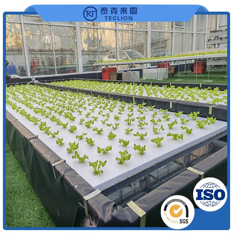 Aquaculture System Greenhouse Agricultural Hydroponics Equipment for Cultivation of Leafy Vegetables and Strawberries