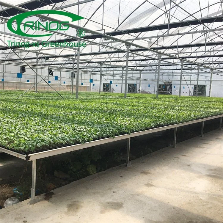 Hydroponic Growing System Commercial Film Greenhouse for Cultivation