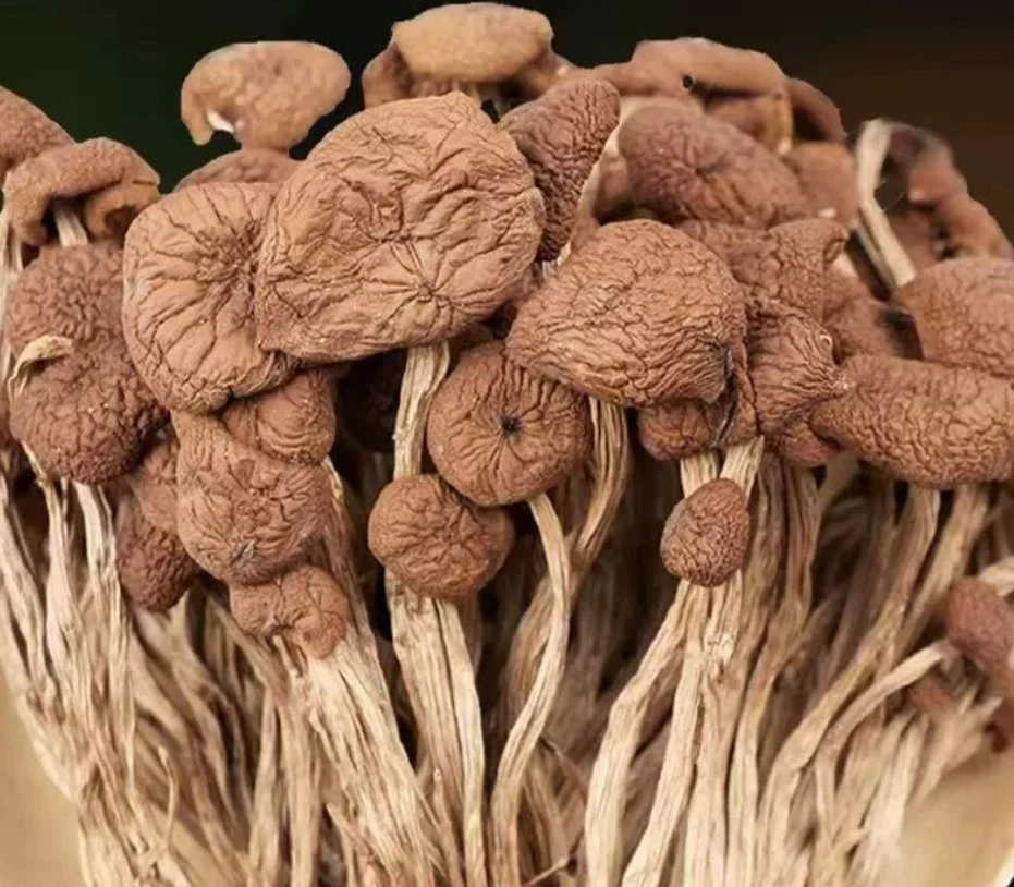 China Manufacture Organic Dried Agrocybe Cylindracea Dried Tea Tree Mushroom