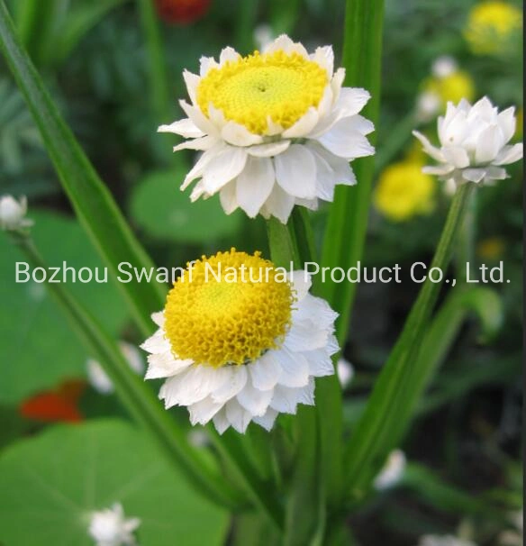 1kg Popular Plants Winged Everlasting Flower Ammobium Alatum Seeds for Sale